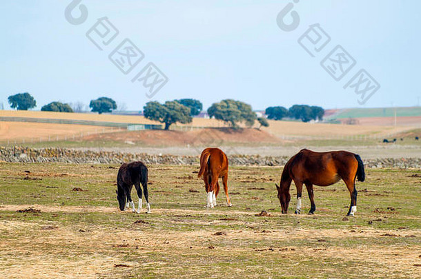 棕色（的）马黑色的柯尔特草地萨拉曼卡西班牙生态广泛的牲畜概念