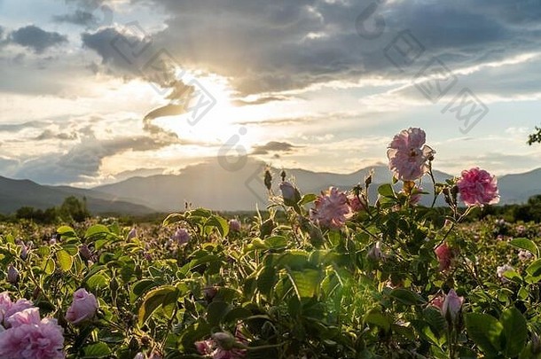 特写镜头保加利亚粉红色的玫瑰日落场位于色雷斯人谷保加利亚