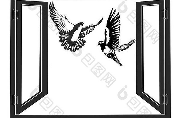 白色鸽子飞行背景开放窗口黑色的白色插图