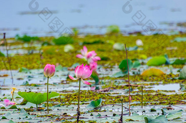 粉红色的莲花花盛开的湖battambang柬埔寨