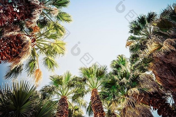 向上视图有缘的剃<strong>风扇</strong>棕榈树树干吹的<strong>叶</strong>子阳光蓝色的天空美国
