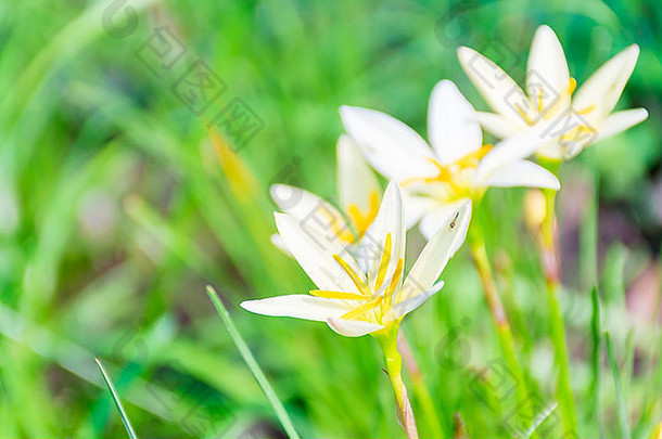 开花美丽的白色花绿色自然背景