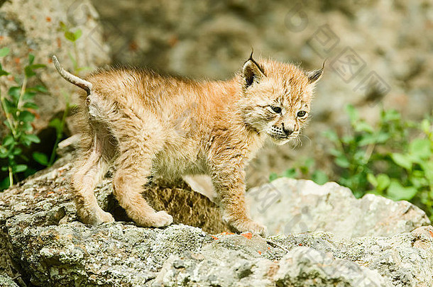 西伯利亚猞猁小猫攀爬岩石