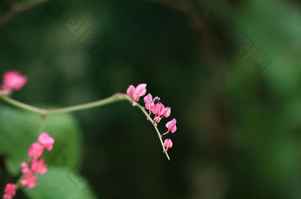 飞粉红色的花