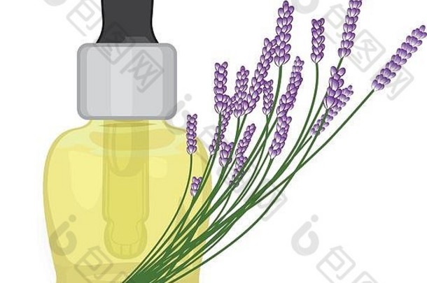 薰衣草至关重要的石油向量插图芳香疗法