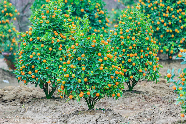 日益增长的橘子河内越南