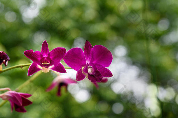 小紫色的兰花花花园绿色背景