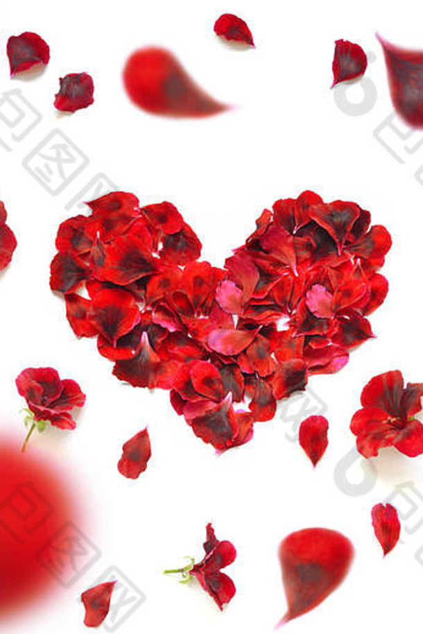 心使玫瑰花瓣红色的玫瑰花瓣心白色背景前视图复制空间文本爱浪漫的主题情人节