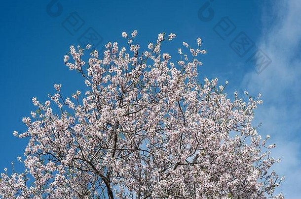 前杏仁树白色花朵蓝色的天空
