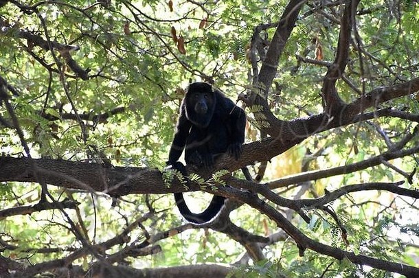 吼猴子发现了playa的椰子树科斯塔黎加