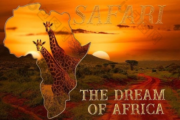 美丽的图片非洲日落日出大象长颈鹿