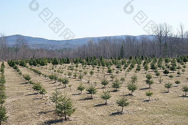 全身的视图树日益增长的圣诞节树农场缅因州