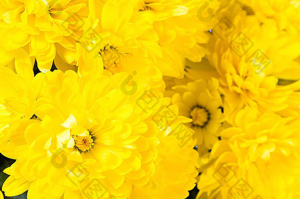 美丽的黄色的菊花花秋天生动的背景