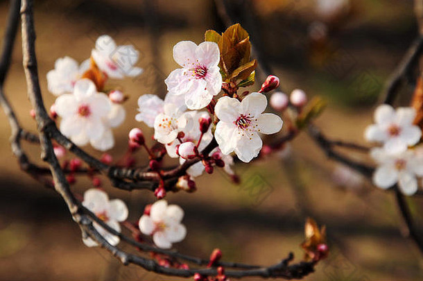 美丽的粉红色的盛开的树分支春天公园波兰