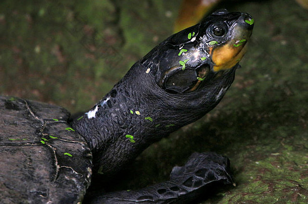 南美国<strong>黄</strong>色的发现了亚马逊河乌龟podocnemisunifilis特写镜头头覆盖水水芹