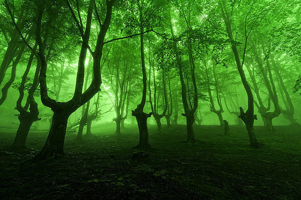 森林春天绿色雾