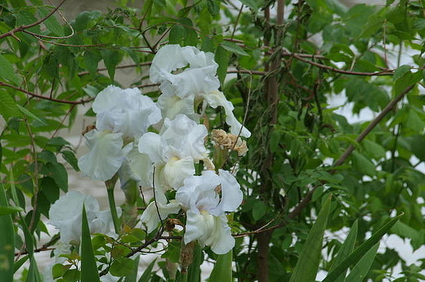 北德州植物区系花朵