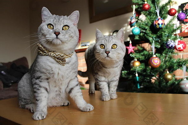 英国短毛猫猫圣诞节树