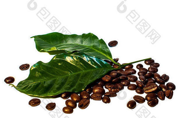 烤咖啡豆子叶咖啡树