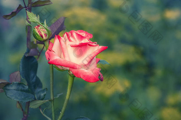 美丽的红色的玫瑰布什射线设置太阳水平框架