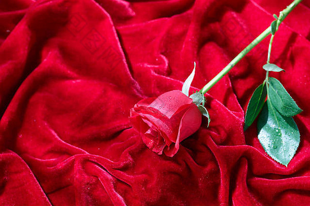 红色的玫瑰背景