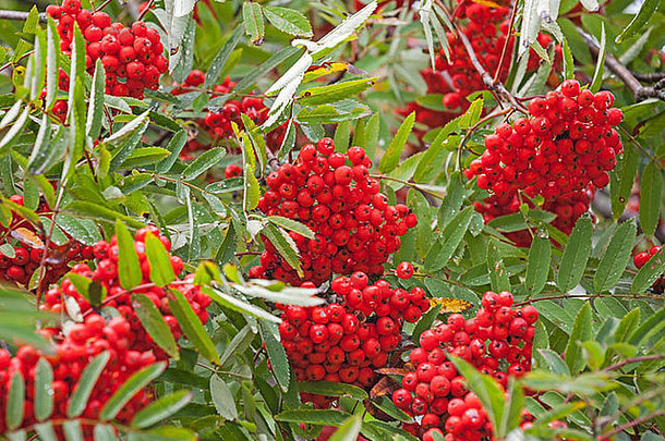 湿罗文树明亮的红色的浆果