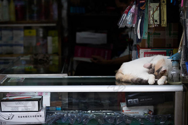 猫睡觉内阁前面商店商店位于中心广州城市中国
