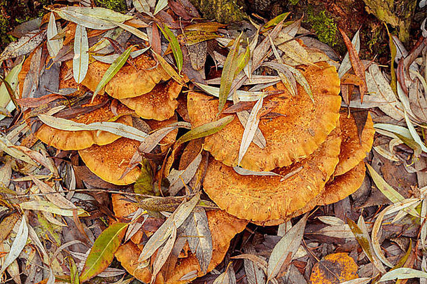 秋天蘑菇成立秋天福勒斯特