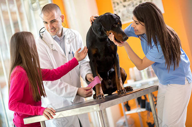 兽医用绷带包扎腿受伤的伟大的狗令人欣慰的兽医医院