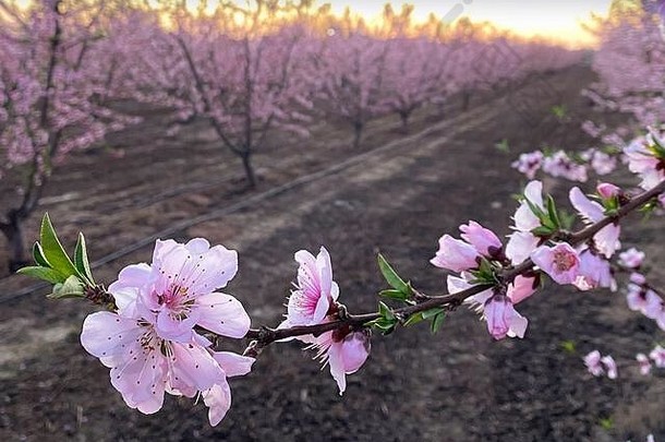 粉红色的李子花花朵日落开花小道中央谷加州复制空间