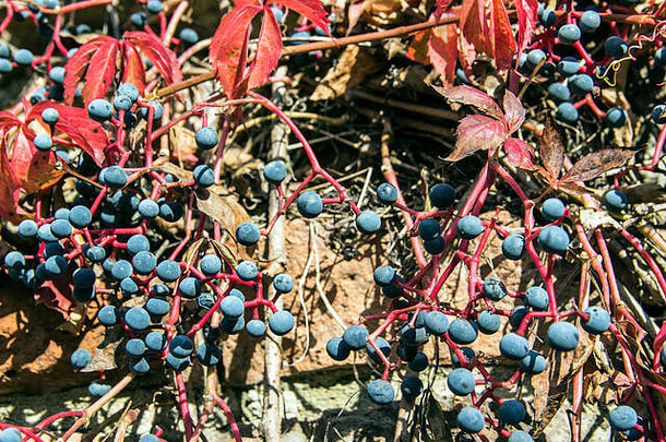 zemun塞尔维亚常见的艾薇常春藤属螺旋成熟的秋天浆果日益增长的一边砖墙