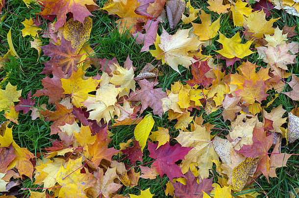秋天叶子背景绿色黄色的红色的一天