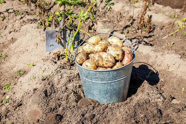 新鲜挖有机土豆收获土豆种植园土豆收获场