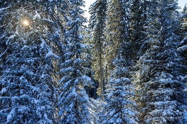 冬天森林梳理树阳光平静寒冷的早....场景新鲜的雪pokljuka斯洛文尼亚