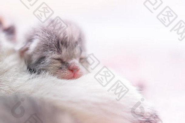 可爱的新生儿小猫睡觉婴儿动物睡眠特写镜头脸肖像复制空间