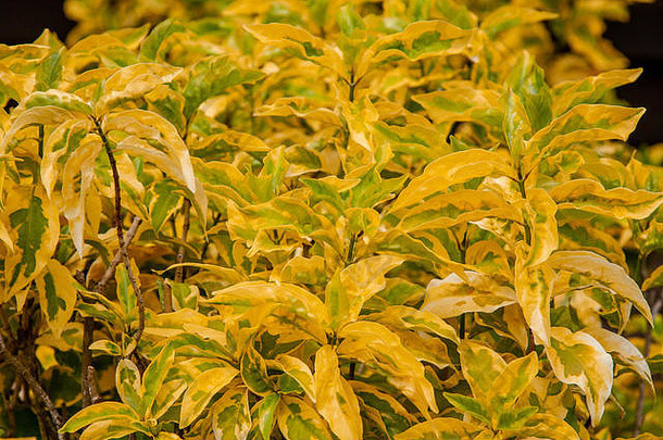 黄色的斐济火植物acalypha背景