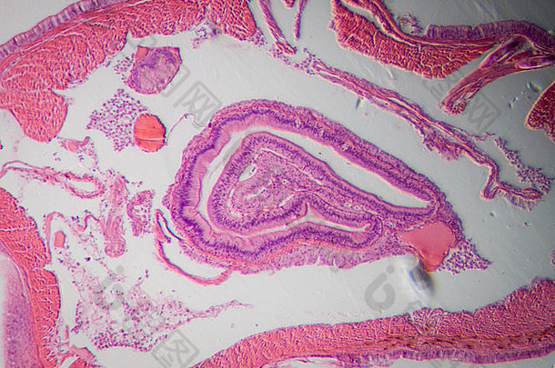 科学显微镜显微照片蚯蚓横切