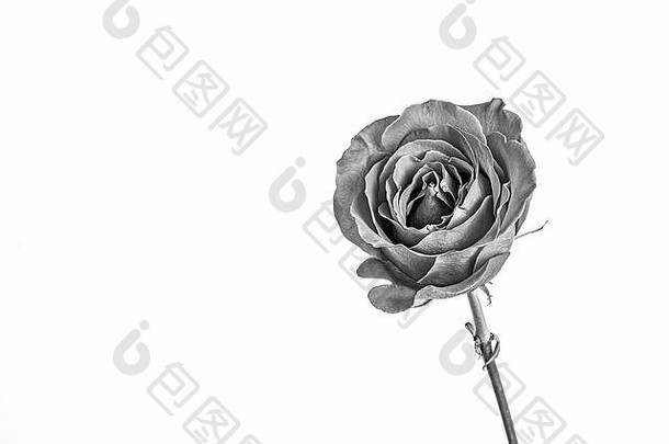 黑色的白色灰色的银画玫瑰白色背景