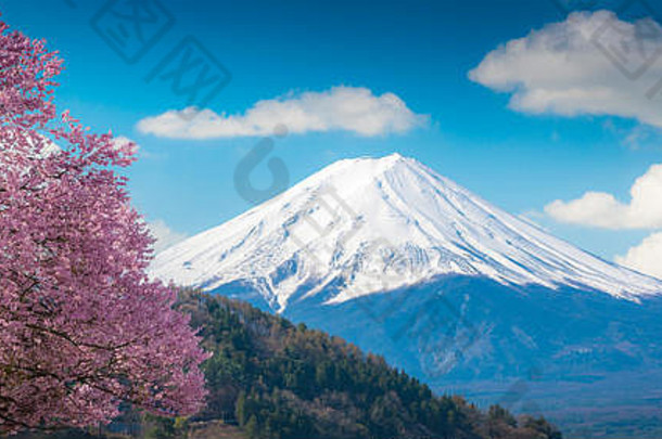 山富士粉红色的樱桃开花樱花树蓝色的天空白色克劳德河口湖日本樱桃开花樱花山fujisan美丽的