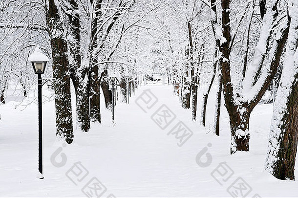 车道冬天公园雪覆盖树