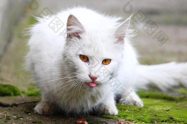 白色单无家可归的人猫橙色眼睛摆姿势在户外阳光明媚的一天