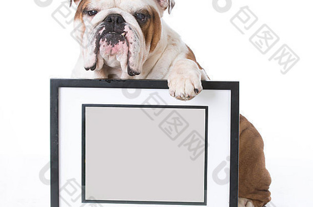 斗牛犬持有图片框架房间Copyspace白色背景