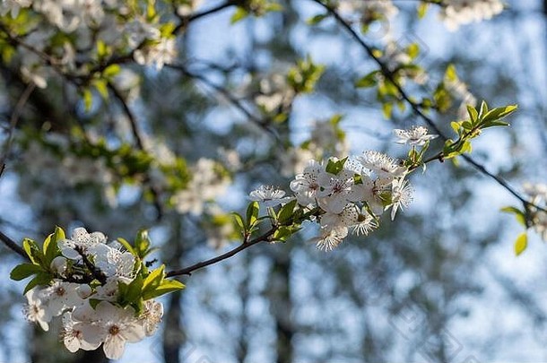 盛开的<strong>水果</strong>树4月波兰蓝色的天空春天颜色背景白色花蓝色的天空
