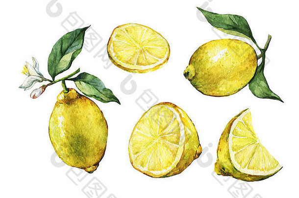 集片新鲜的柑橘类水果柠檬绿色叶子花手画水彩绘画