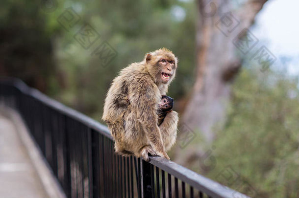 巴巴莉短尾猿人口直布罗陀野生猴子人口欧洲大陆