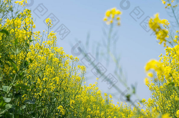 黄色的花油菜籽字段蓝色的天空中央公园武汉城市湖北省中国