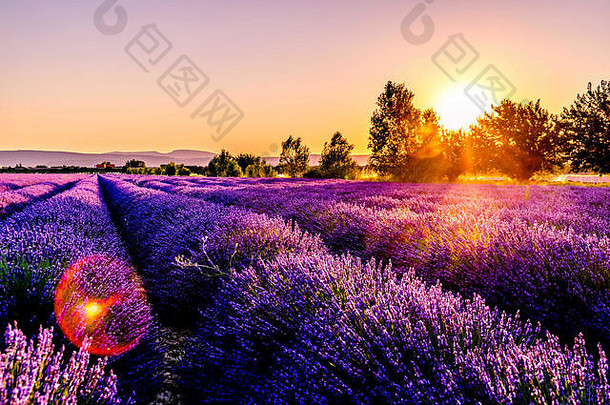 薰衣草场紫色的花日落景观