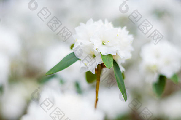 盛开的白色杜鹃花伍迪植物家庭杜鹃花科