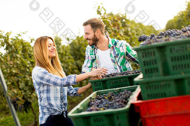 年轻的夫妇篮子完整的葡萄葡萄园