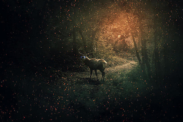 雄伟的鹿蓝色的发光的眼睛长角警卫黑暗森林很多萤火虫闪光神秘的野生森